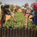 BADEMA Femme au travail