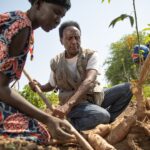 BADEMA La culture du manioc